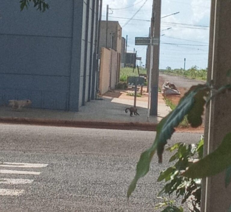 Macaco é flagrado nas ruas do Jardim Itália e imagem mostra animal sendo perseguido por cachorro