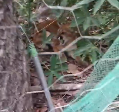 Filhote de onça-parda ferido é resgatado em propriedade rural de Campo Novo do Parecis